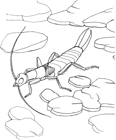 Riparian Earwig Coloring Page